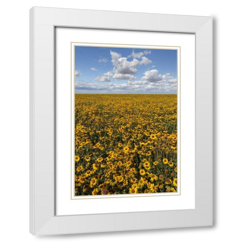 Washington State, Connell Coneflower field White Modern Wood Framed Art Print with Double Matting by Paulson, Don