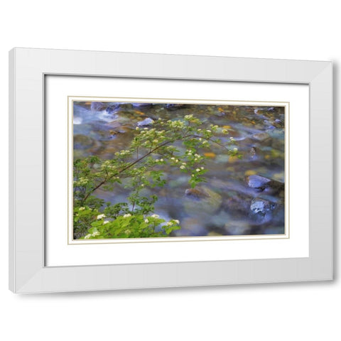 Washington Red osier dogwood over Teanaway River White Modern Wood Framed Art Print with Double Matting by Paulson, Don