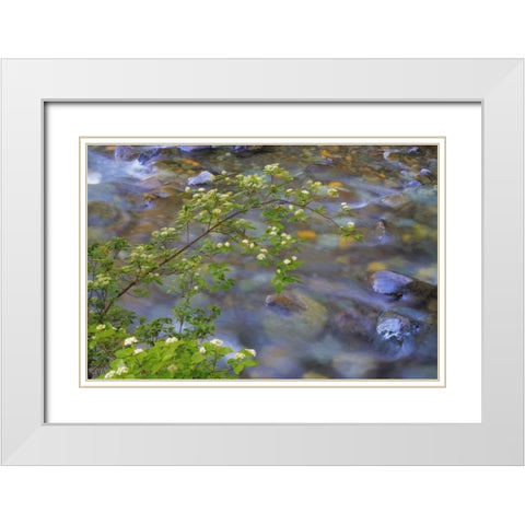 Washington Red osier dogwood over Teanaway River White Modern Wood Framed Art Print with Double Matting by Paulson, Don