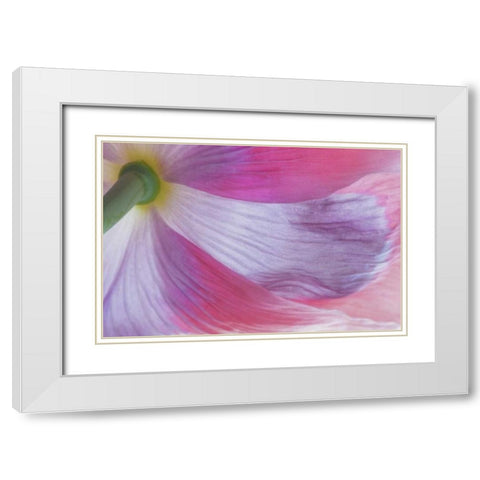 Washington, Seabeck Underside of poppy flower White Modern Wood Framed Art Print with Double Matting by Paulson, Don