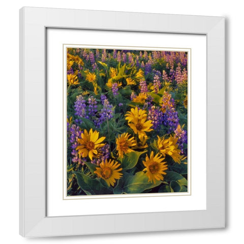 Washington Balsamroot and lupine at dusk White Modern Wood Framed Art Print with Double Matting by Terrill, Steve