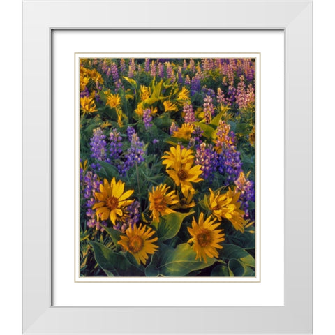Washington Balsamroot and lupine at dusk White Modern Wood Framed Art Print with Double Matting by Terrill, Steve
