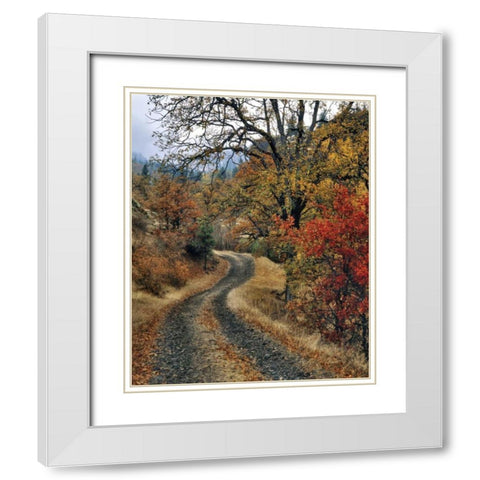 WA, Columbia Gorge NSA Road and autumn oaks White Modern Wood Framed Art Print with Double Matting by Terrill, Steve