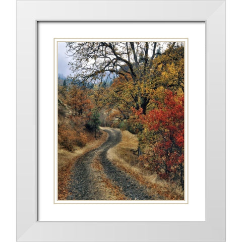 WA, Columbia Gorge NSA Road and autumn oaks White Modern Wood Framed Art Print with Double Matting by Terrill, Steve