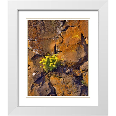 USA, Washington Lomatium flowers on basalt rocks White Modern Wood Framed Art Print with Double Matting by Terrill, Steve