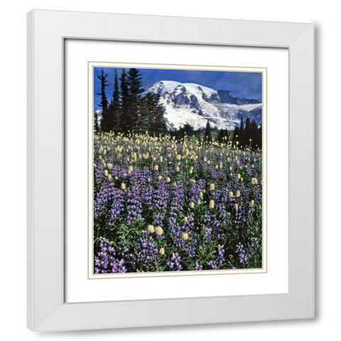 WA, Paradise Park Field of lupine and bistort White Modern Wood Framed Art Print with Double Matting by Terrill, Steve