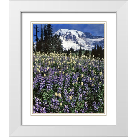 WA, Paradise Park Field of lupine and bistort White Modern Wood Framed Art Print with Double Matting by Terrill, Steve