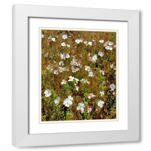 WA, Klickitat Co, Wild primrose in field White Modern Wood Framed Art Print with Double Matting by Terrill, Steve