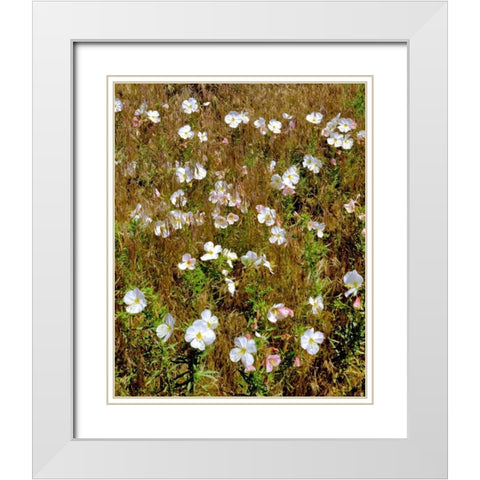 WA, Klickitat Co, Wild primrose in field White Modern Wood Framed Art Print with Double Matting by Terrill, Steve