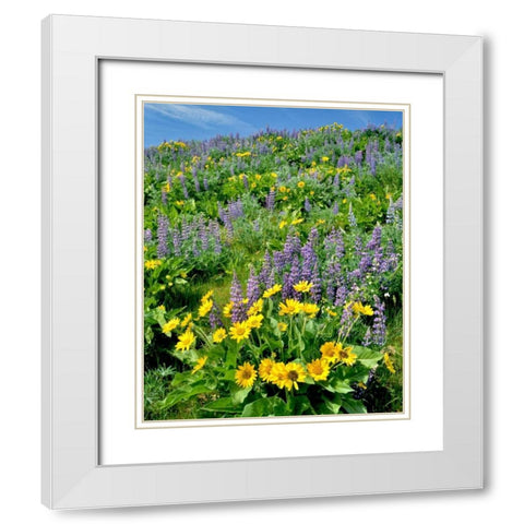 WA, Balsamroot and lupine in Columbia Gorge NSA White Modern Wood Framed Art Print with Double Matting by Terrill, Steve