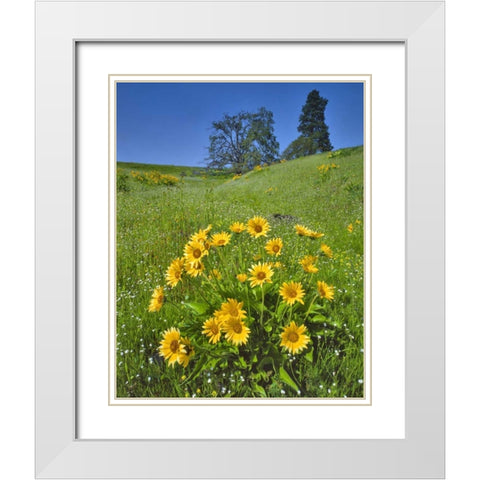 WA, Balsamroot, pine and oak trees on hillside White Modern Wood Framed Art Print with Double Matting by Terrill, Steve