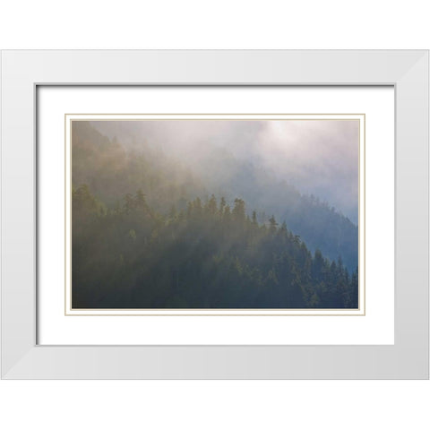 WA, Maple Grove Coastal forest in morning fog White Modern Wood Framed Art Print with Double Matting by Delisle, Gilles