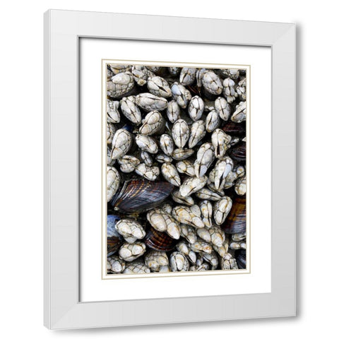 WA, Olympic NP Gooseneck barnacles and clams White Modern Wood Framed Art Print with Double Matting by Delisle, Gilles