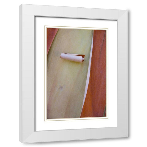 Washington, Port Townsend Madrone tree bark White Modern Wood Framed Art Print with Double Matting by Delisle, Gilles