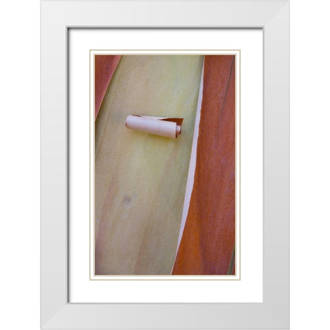 Washington, Port Townsend Madrone tree bark White Modern Wood Framed Art Print with Double Matting by Delisle, Gilles