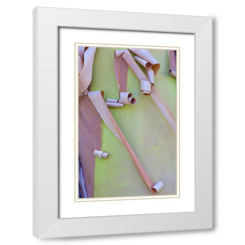 Washington, Port Townsend Madrone tree bark White Modern Wood Framed Art Print with Double Matting by Delisle, Gilles