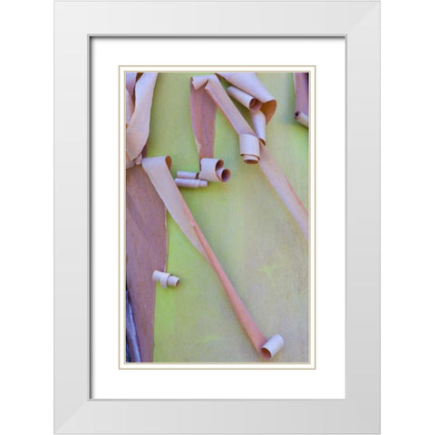 Washington, Port Townsend Madrone tree bark White Modern Wood Framed Art Print with Double Matting by Delisle, Gilles