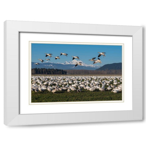 Washington State-Skagit Valley Lesser snow geese flock  White Modern Wood Framed Art Print with Double Matting by Jaynes Gallery