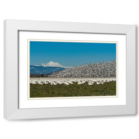 Washington State-Skagit Valley Lesser snow geese flock takeoff  White Modern Wood Framed Art Print with Double Matting by Jaynes Gallery