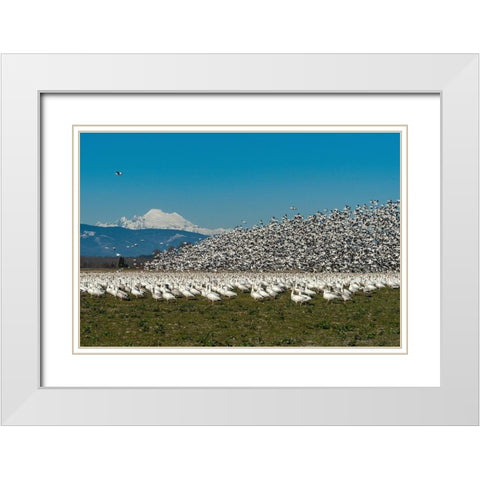Washington State-Skagit Valley Lesser snow geese flock takeoff  White Modern Wood Framed Art Print with Double Matting by Jaynes Gallery