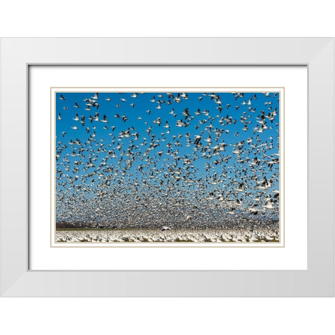 Washington State-Skagit Valley Lesser snow geese flock takeoff  White Modern Wood Framed Art Print with Double Matting by Jaynes Gallery