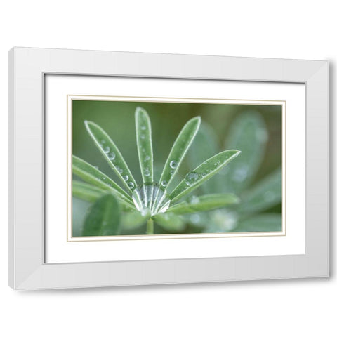 Washington State-Port Townsend Raindrops on lupine at Fort Worden State Park White Modern Wood Framed Art Print with Double Matting by Jaynes Gallery