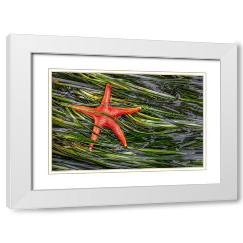 Washington State-Salt Creek Recreation Area Blood star and wet eelgrass White Modern Wood Framed Art Print with Double Matting by Jaynes Gallery