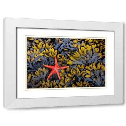 Washington State-Salt Creek Recreation Area Blood star and wet rockweed White Modern Wood Framed Art Print with Double Matting by Jaynes Gallery