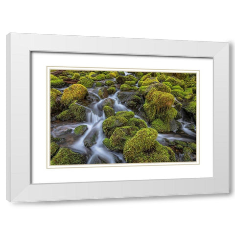Washington State-Olympic National Park Cedar Creek scenic White Modern Wood Framed Art Print with Double Matting by Jaynes Gallery