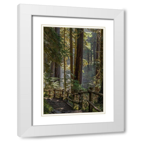Washington State-Olympic National Park Walkway past trees and creek White Modern Wood Framed Art Print with Double Matting by Jaynes Gallery