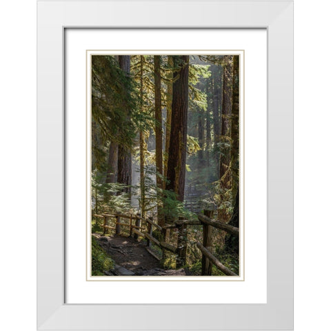 Washington State-Olympic National Park Walkway past trees and creek White Modern Wood Framed Art Print with Double Matting by Jaynes Gallery
