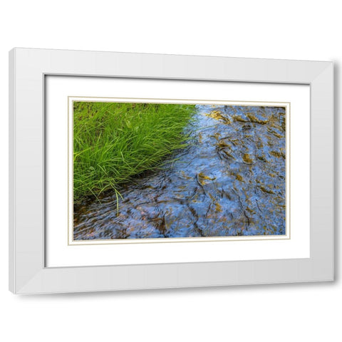 Washington State-Seabeck Grass alongside stream in Guillemot Cove Nature Preserve White Modern Wood Framed Art Print with Double Matting by Jaynes Gallery