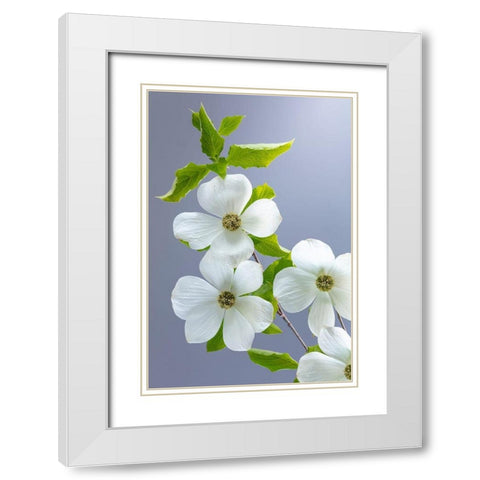 Washington State-Seabeck Pacific dogwood flower close-up White Modern Wood Framed Art Print with Double Matting by Jaynes Gallery