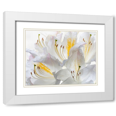 Washington State-Seabeck White Azalea #2 White Modern Wood Framed Art Print with Double Matting by Jaynes Gallery
