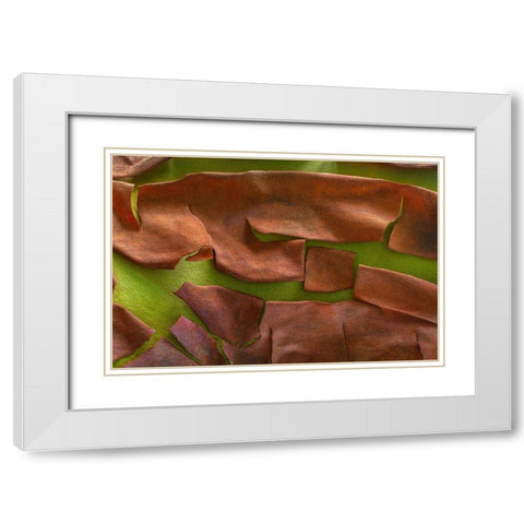 Washington-Seabeck Peeling madrone tree bark  White Modern Wood Framed Art Print with Double Matting by Jaynes Gallery