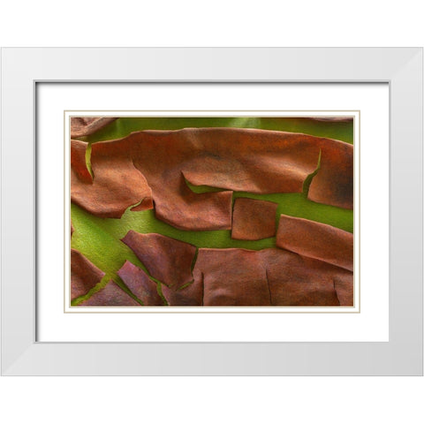 Washington-Seabeck Peeling madrone tree bark  White Modern Wood Framed Art Print with Double Matting by Jaynes Gallery