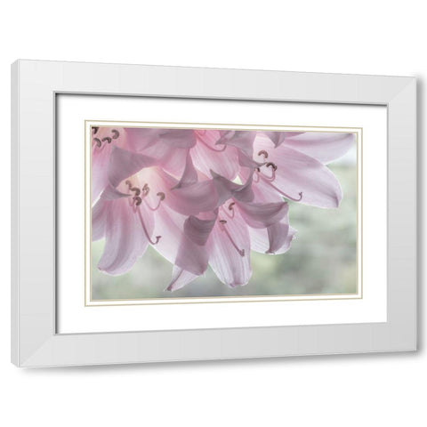 Washington-Seabeck Pale pink lilies close-up  White Modern Wood Framed Art Print with Double Matting by Jaynes Gallery