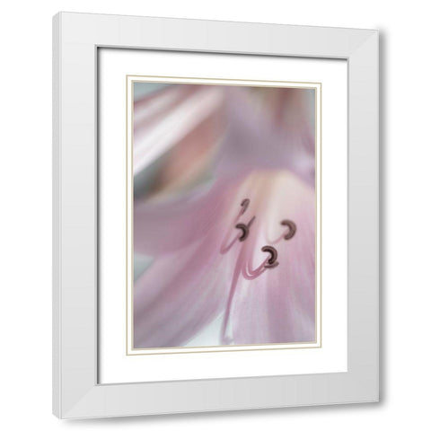 Washington-Seabeck Pale pink lily close-up  White Modern Wood Framed Art Print with Double Matting by Jaynes Gallery