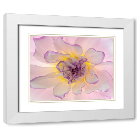 Washington-Seabeck Glowing dahlia flower close-up  White Modern Wood Framed Art Print with Double Matting by Jaynes Gallery
