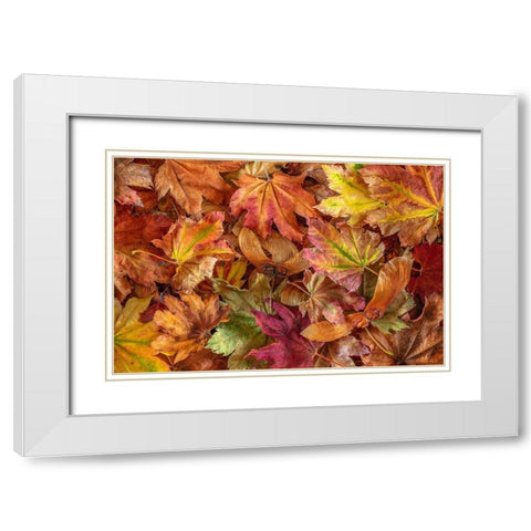 Washington State-Seabeck Fallen vine maple leaves and seed heads  White Modern Wood Framed Art Print with Double Matting by Jaynes Gallery