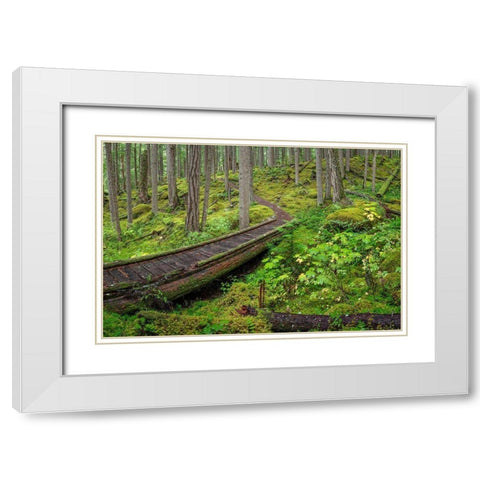 Washington State-Olympic National Forest Panoramic of Lower Dungeness Trail in forest  White Modern Wood Framed Art Print with Double Matting by Jaynes Gallery