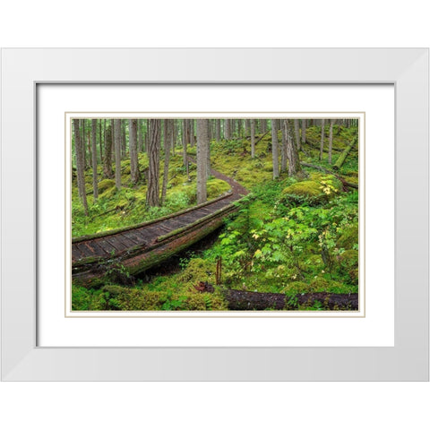 Washington State-Olympic National Forest Panoramic of Lower Dungeness Trail in forest  White Modern Wood Framed Art Print with Double Matting by Jaynes Gallery
