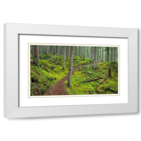 Washington State-Olympic National Forest Panoramic of Lower Dungeness Trail in forest  White Modern Wood Framed Art Print with Double Matting by Jaynes Gallery