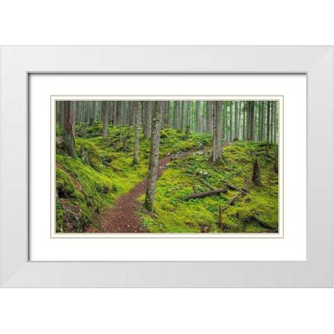 Washington State-Olympic National Forest Panoramic of Lower Dungeness Trail in forest  White Modern Wood Framed Art Print with Double Matting by Jaynes Gallery