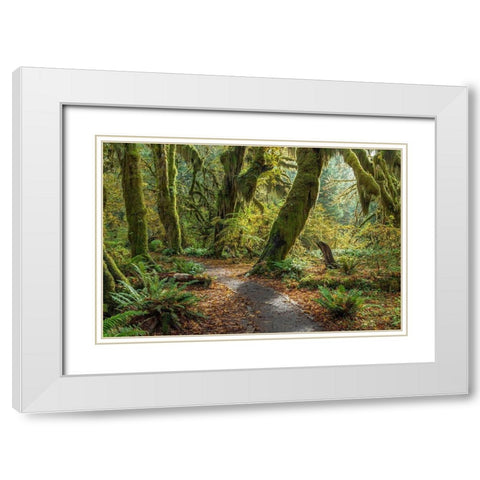 Washington State-Olympic National Park Panoramic composite of trail through mossy forest  White Modern Wood Framed Art Print with Double Matting by Jaynes Gallery
