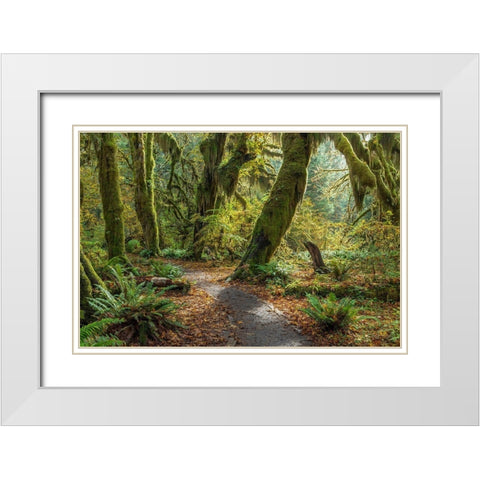 Washington State-Olympic National Park Panoramic composite of trail through mossy forest  White Modern Wood Framed Art Print with Double Matting by Jaynes Gallery