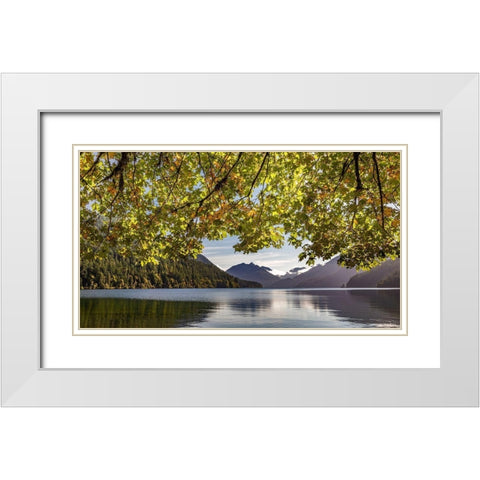 Washington State-Olympic National Park Bigleaf maple tree and lake  White Modern Wood Framed Art Print with Double Matting by Jaynes Gallery