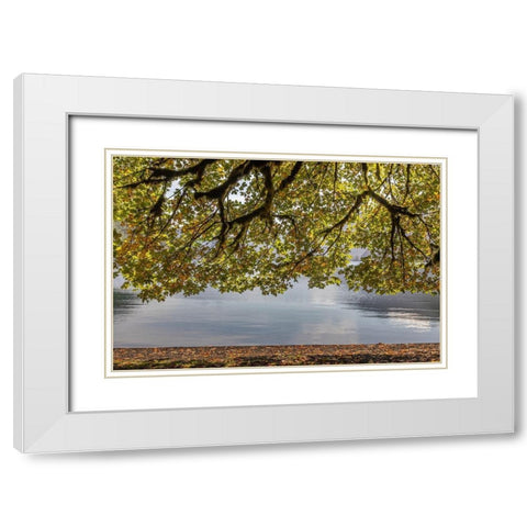 Washington State-Olympic National Park Bigleaf maple tree and lake  White Modern Wood Framed Art Print with Double Matting by Jaynes Gallery