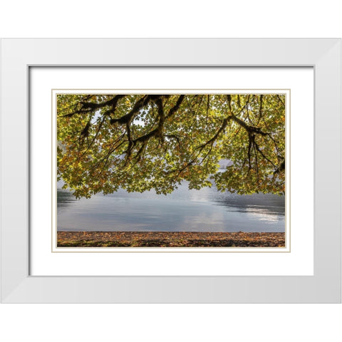 Washington State-Olympic National Park Bigleaf maple tree and lake  White Modern Wood Framed Art Print with Double Matting by Jaynes Gallery