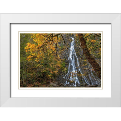 Washington State-Olympic National Forest Rocky Brook Falls and forest  White Modern Wood Framed Art Print with Double Matting by Jaynes Gallery